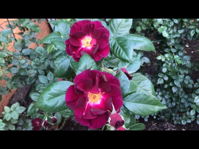 Розы. Любуемся и выбираем. Night Owl , Rotkappchen, Bengali, Blue Boy . смотреть онлайн