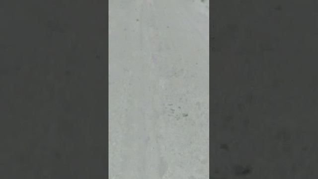 Гуляем по лесу смотреть онлайн