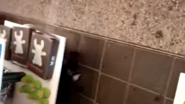Monkey ROFL(rolling over floor laughing) смотреть онлайн