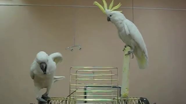 DSCF0108.AVI смотреть онлайн