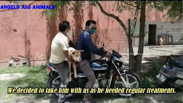 The poor dog has a huge wound and is infested with maggots смотреть онлайн
