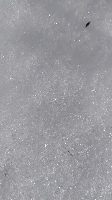 Jumping Snow Flea! смотреть онлайн
