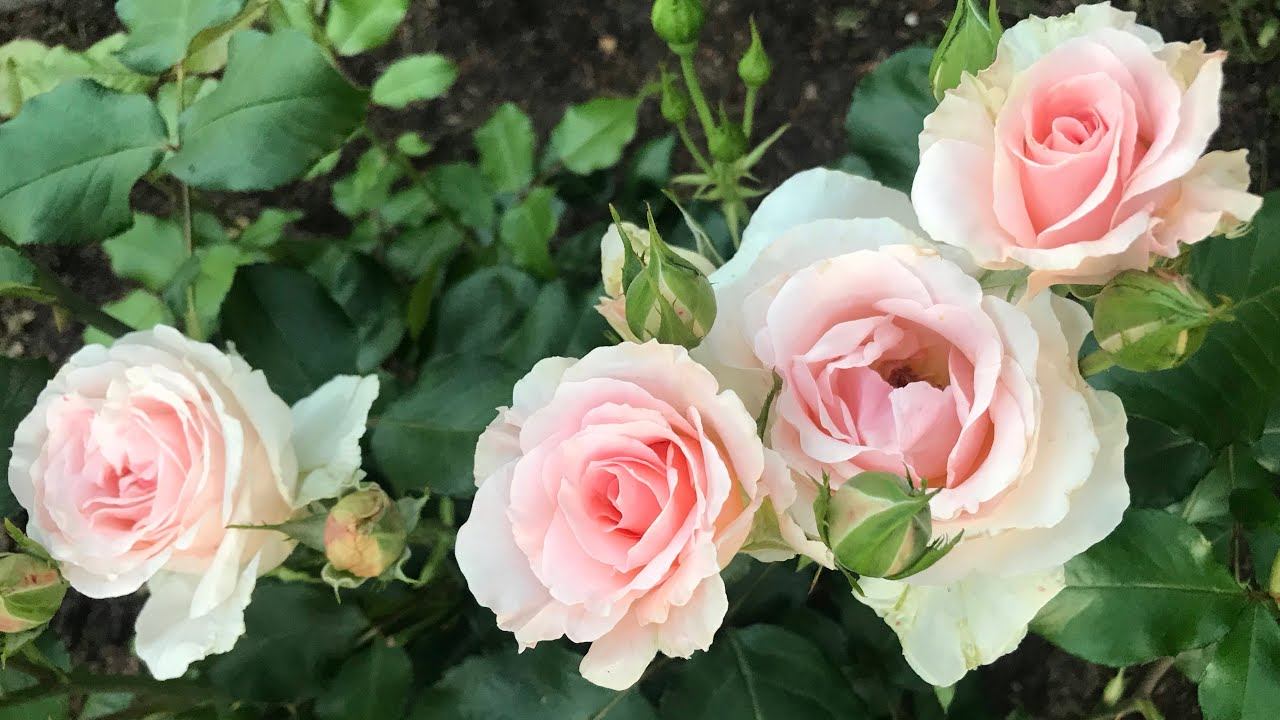 Розы.Маленький островок счастья. смотреть онлайн