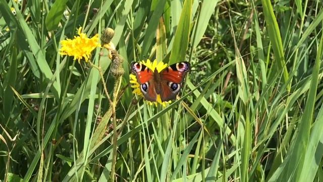 Aglais io / Mariposa Pavo Real/ European Peacock Butterfly смотреть онлайн
