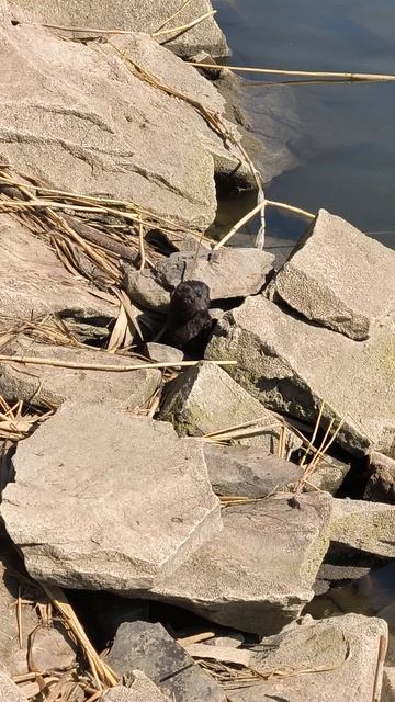 Что за зверь?! смотреть онлайн