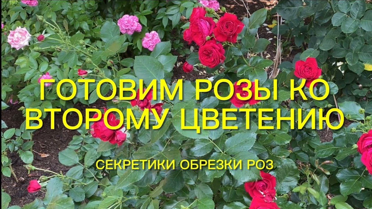 Розы. Готовим Розы ко второму цветению. Что нужно сделать. Секретики обрезки роз... смотреть онлайн