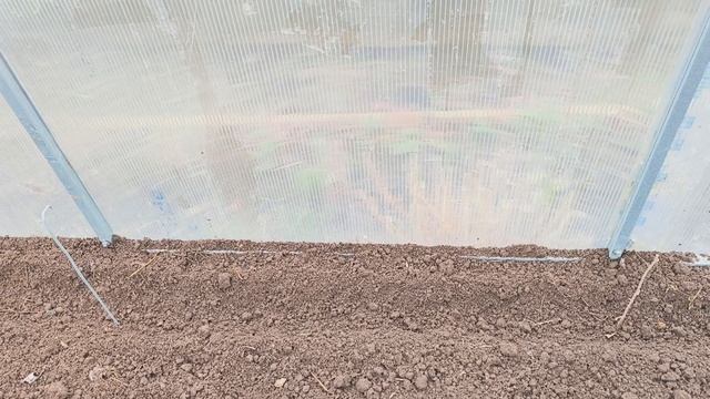 Рассадила живучку на продажу/ посеяла редиску. смотреть онлайн