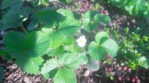 Зацвела клубника VID_20250406_170159.mp4