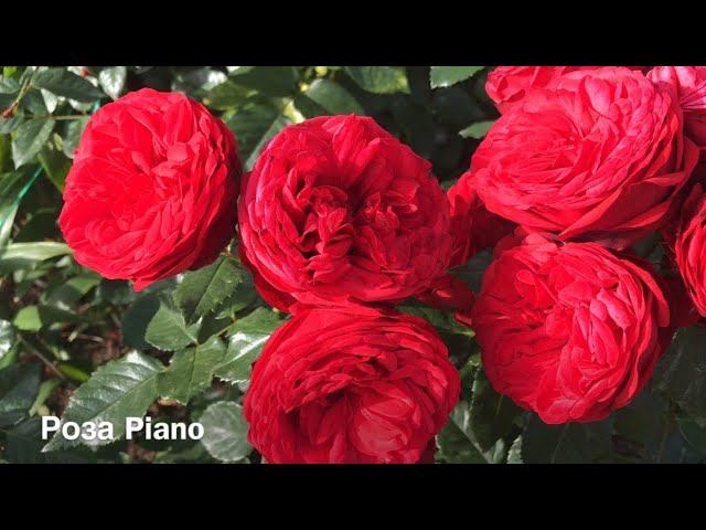 Розы. Сейчас они ещё красивее смотреть онлайн