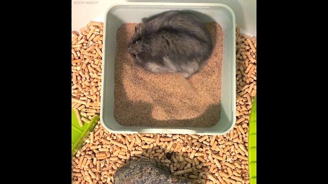 My speedy hamster bathes in the sand #shorts смотреть онлайн