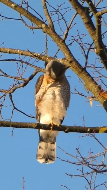 Cooper’s Hawk itch смотреть онлайн