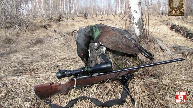 Можно ли охотиться на боровую дичь с нарезным оружием