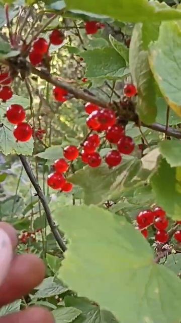 кислица смотреть онлайн