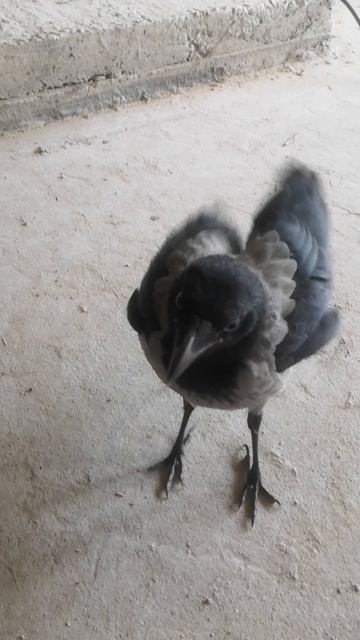 кормление.mp4