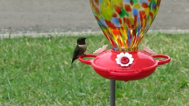 Colibri mâle (Ernest). 18/05/2024. смотреть онлайн