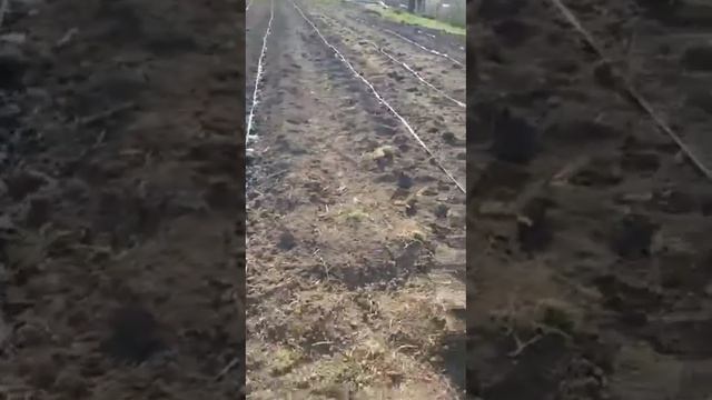 Малинага тамчылатуу системасын орнотуптур смотреть онлайн