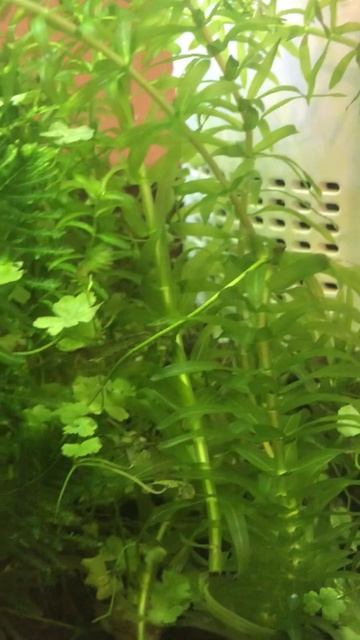 【抱卵！】ミナミヌマエビ繁殖！稚エビをたくさん作る為に最適な水温は？いつ生まれる？最適な水草は？ смотреть онлайн