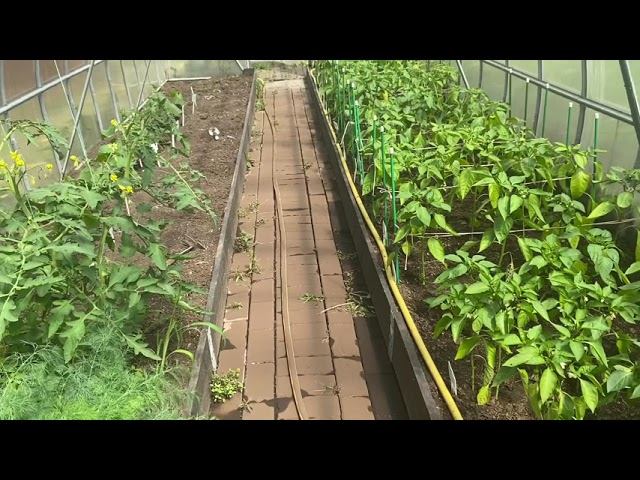 Друзья приглашаю Вас на прогулку в мое тепличное хозяйство. смотреть онлайн