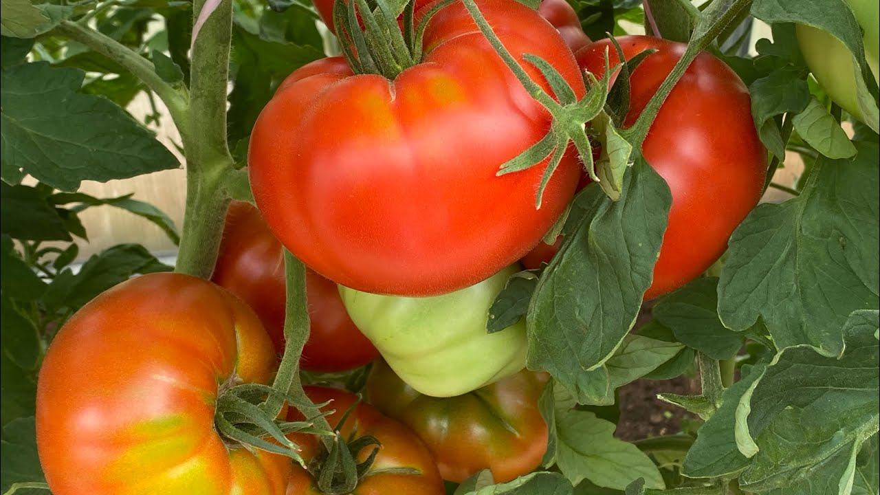 Урожай удался. Не могу не показать как плодоносят мои томаты. Пора заняться консервацией. смотреть онлайн