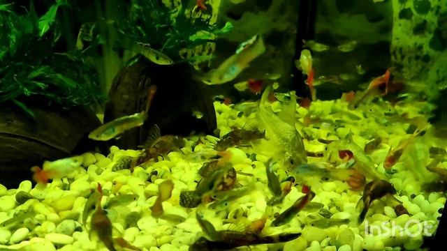 Крапчатые сомики коридорасы в аквариуме с самцами гуппи и леопардовыми анциструсами смотреть онлайн