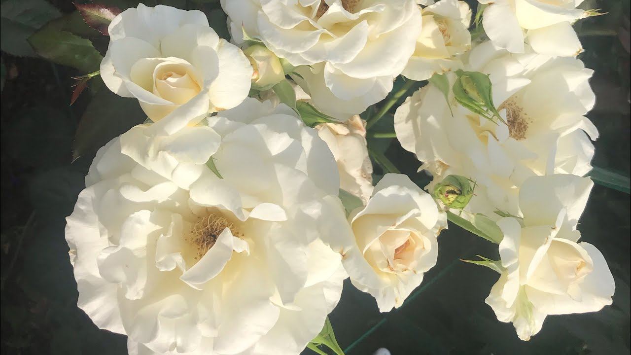 Розы. Экстренный выпуск.... смотреть онлайн