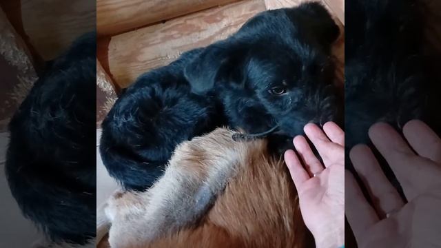 Ляля, Амур, Энни и Ясу. Лесной приют смотреть онлайн
