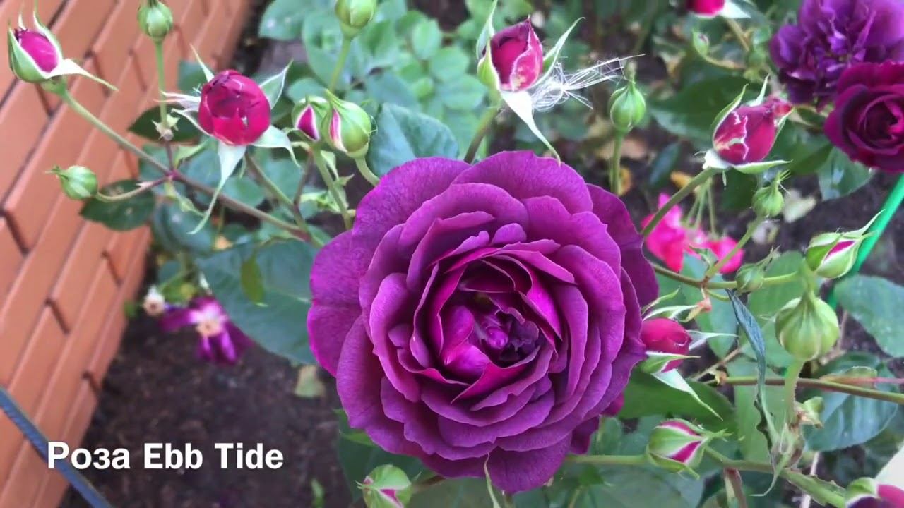 Розы. И снова розовое счастье.... смотреть онлайн