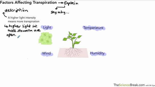 Factors Affecting Transpiration for AQA 9-1 GCSE Biology and Trilogy (Combined Science) смотреть онлайн