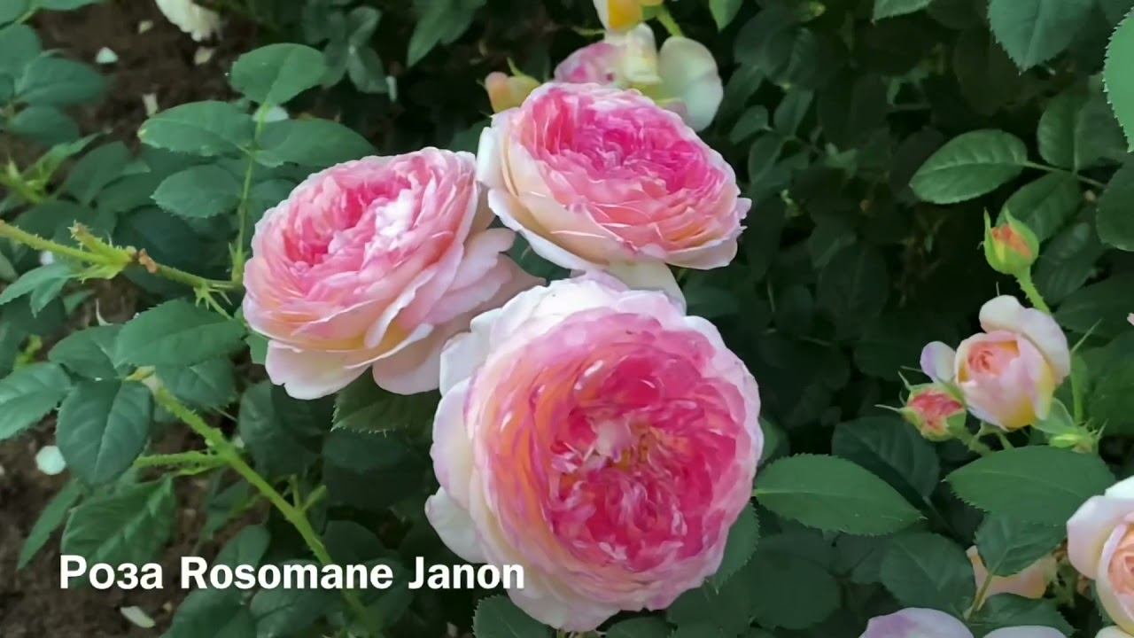 Розы. Ещё раз о прекрасном. Ни жара, ни дождь не может помешать их шикарному цветению. смотреть онлайн