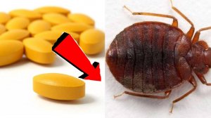 Как избавиться от клопов за 3 минуты в доме!!!