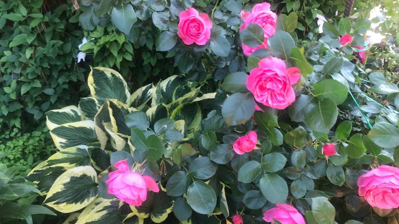 Розы.А выбор за Вами.Maritim, Leonardo do Vinci. смотреть онлайн