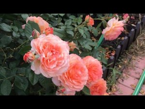 И снова о розах.