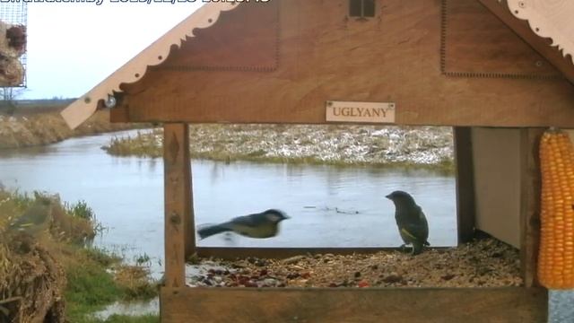 Бой зеленушки с синицами - 28 декабря 2019 смотреть онлайн