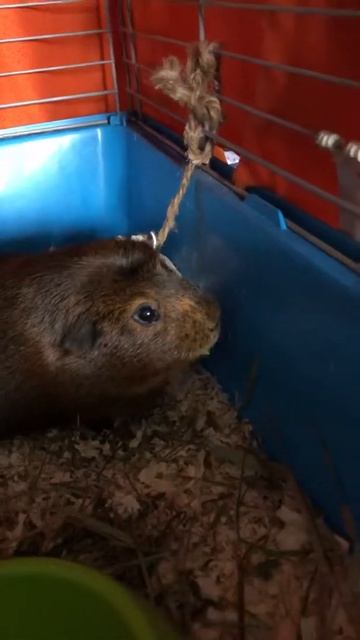 Это Пахом - морская свинка cavy guinepigs смотреть онлайн