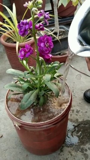 #Matthiola plant #shorts#