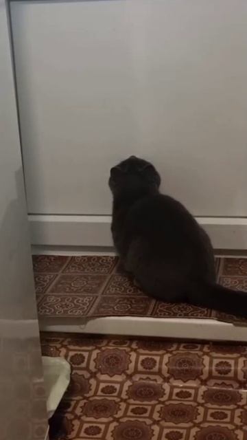 Лазер и кот