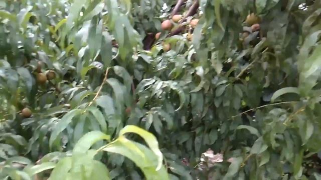 29 июля 2017 г. Сад-огород. смотреть онлайн