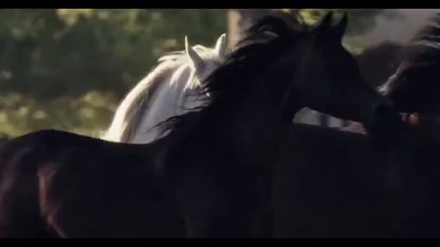 Horse edit Vegas Pro 14,0 First video editi смотреть онлайн