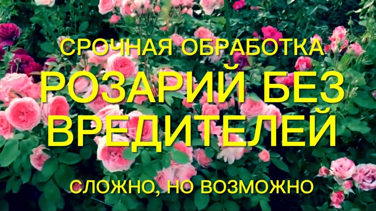 Розы. Не упустите время. Срочная обработка роз. смотреть онлайн