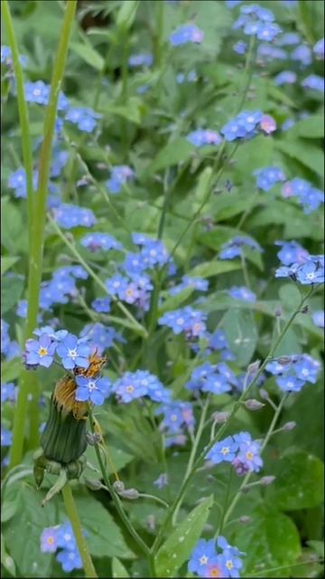 Цветы. Незабудки. Пение птиц. смотреть онлайн