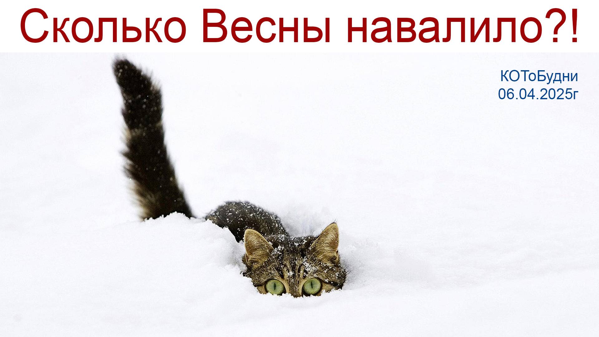 Новый Год стучится в дом, ёлка, снег, метели, всё бы было ...ись, если б не в Апреле или КОТоБудни