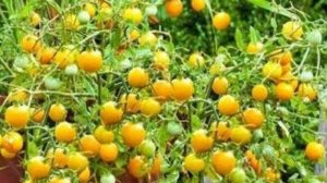 Первый раз его сажаю! Полный восторг! Томат жемчужина желтая