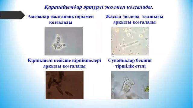 5 сынып, Жаратылыстану,5 сабақ, Біржасушалы ағзалар және олардың экожүйедегі маңызы. смотреть онлайн