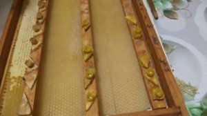 Часть вторая . Вывод маток с переносом личинок .