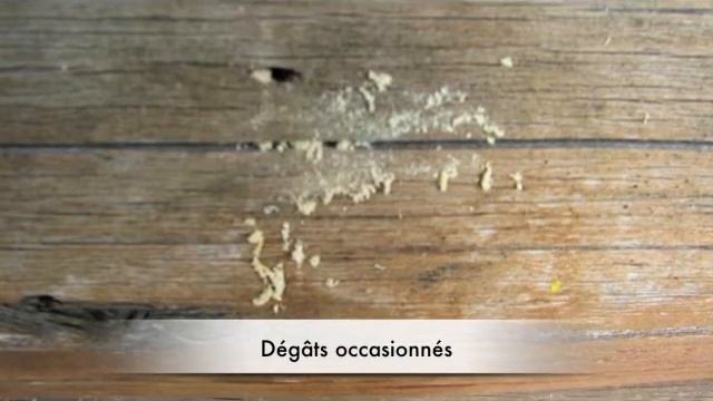 Traitement insectes смотреть онлайн