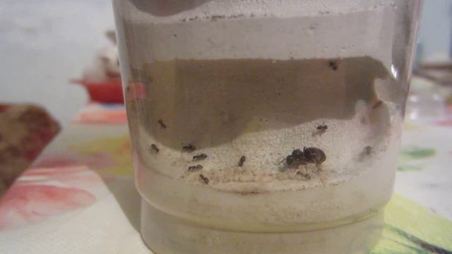 Мои Lasius niger. 01.04.2015 - 3. смотреть онлайн