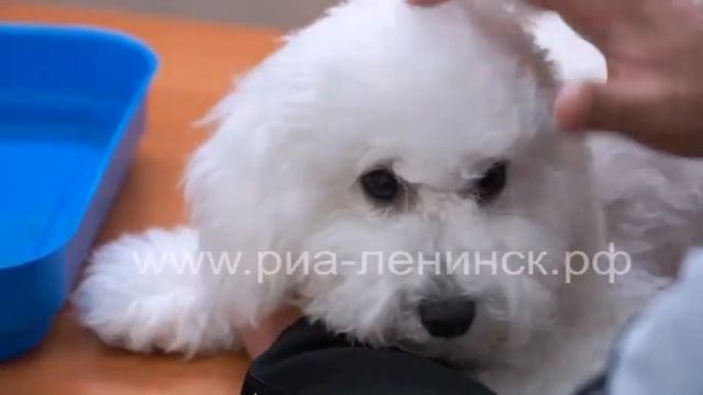 Ветеринар объяснила, как спасти собаку от отравления на улице смотреть онлайн