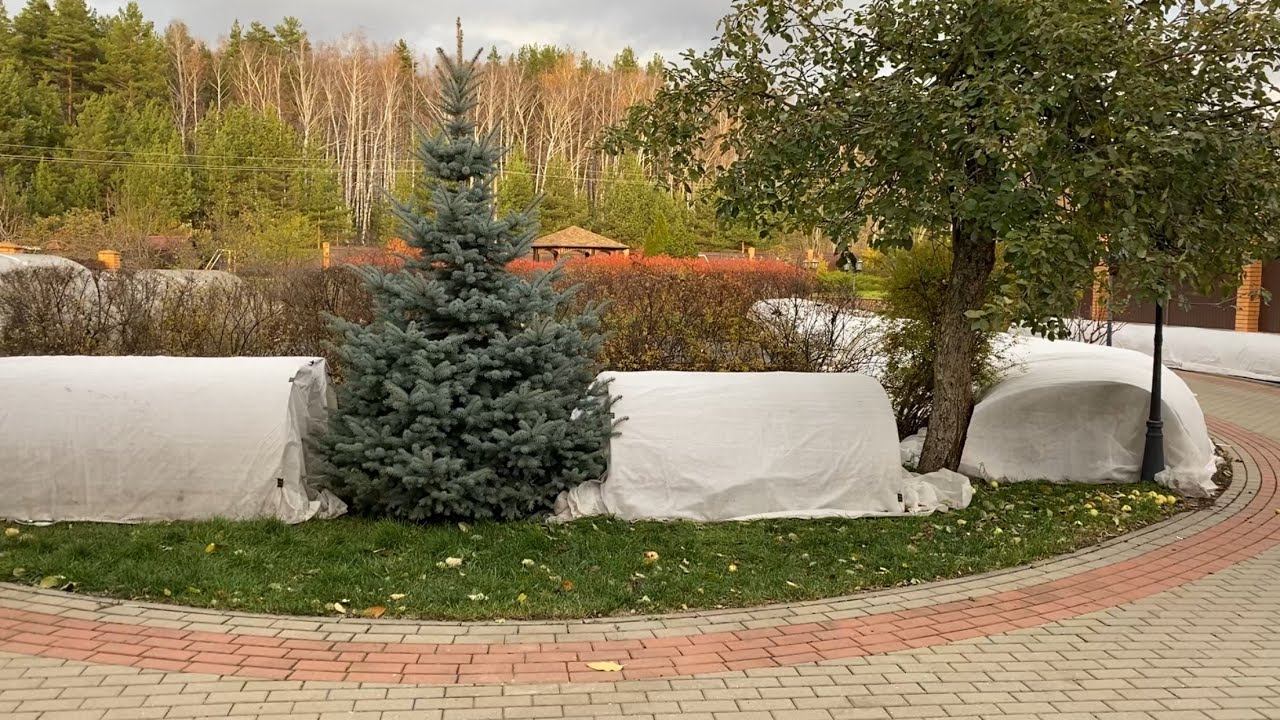 Что делать с розами ? Ждать устойчивых морозов или закрывать сейчас? Ответы на Ваши вопросы. смотреть онлайн