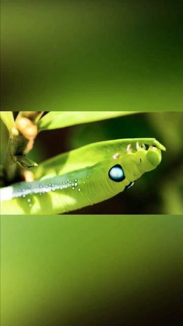 insects facts part2 #facttv899 #animals #5amazing #facts #amazing смотреть онлайн