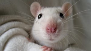 Joyful chess Super slowed